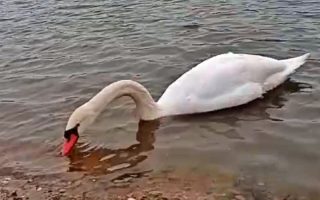 Slika dana: BELI LABUD DOČEKAO SNEG