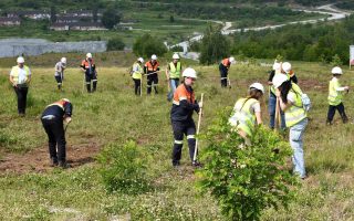 Slika dana: SADNJA CRNOG BORA U BORU I MAJDANPEKU