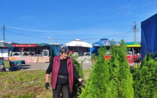 Slika dana: KIVI, VOĆKA ZDRAVLJA, NA TIMOKU