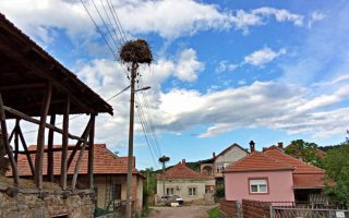 Slika dana: RODE ZAVOLELE VELIKI IZVOR