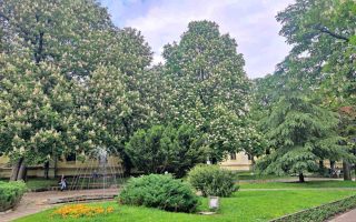 Slika dana: DIVLJI KESTENOVI – UKRAS ZAJEČARA