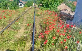 Slika dana: PRUGA U CVEĆU