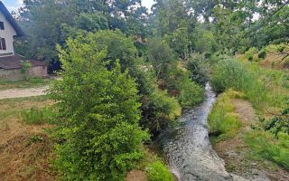 Slika dana: U BORSKOJ RECI – ŽIVOTINJSKI SVET!