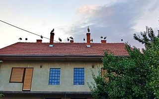 Slika dana: RODE SE SELE…