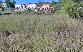 Slika dana: LAVANDA U RUDNIKU