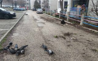 Slika dana: DOBRO JUTRO, GOLUBIĆI…