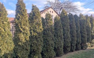 Slika dana: PORASLE VISIBABE, STIŽU TOPLIJI DANI