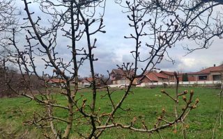 Slika dana: STIGLO JE PROLEĆE