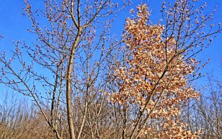 Slika dana: BADEM JE U CVATU, PROLEĆE JE NA PRAGU