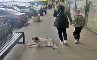 Slika dana: SVETSKI DAN NAPUŠTENIH ŽIVOTINJA