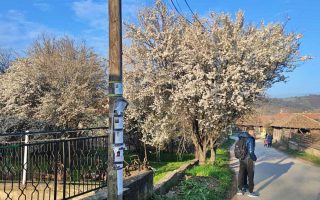 Slika dana: RASCVETALO SE I NA ISTOKU