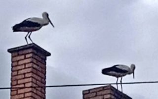 Slika dana: STIGLE PRVE RODE