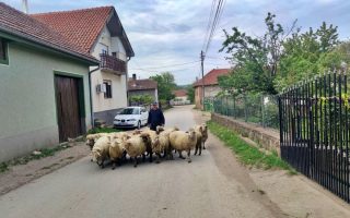 Slika dana: STADO ŠIROM PUTA