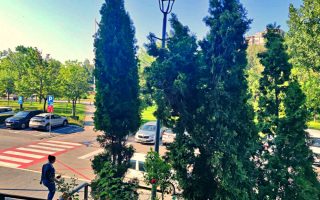 Slika dana: RASTE DRVO ZDRAVOG ŽIVOTA