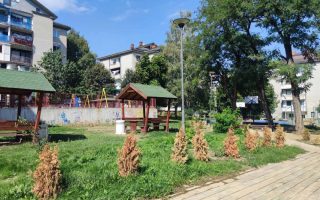 Slika dana: SUVO ZELENILO…